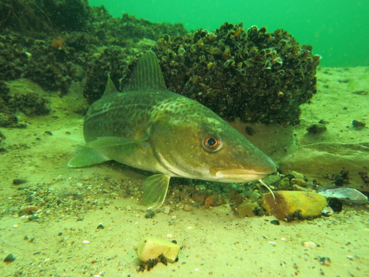 Der Dorsch ist der Fisch des Jahres 2024 - Xarifa